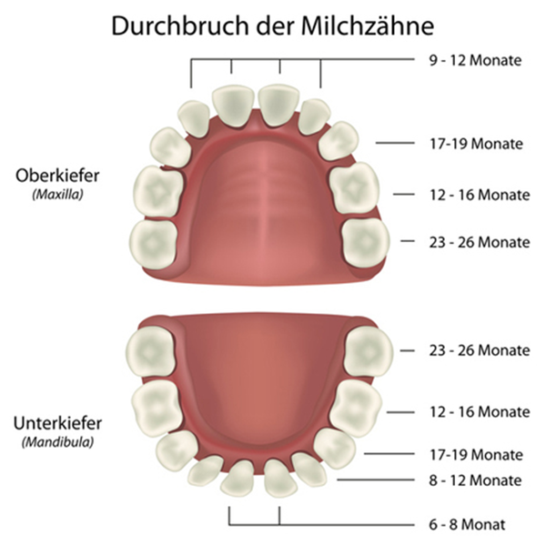 Druchbruch der Milchzaehne