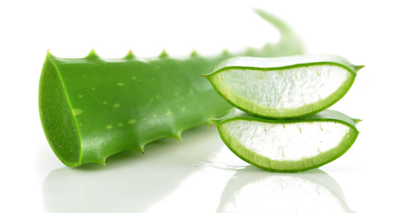 Aloe arborescens | Arzneipflanze mit Breitbandwirkung